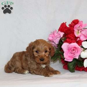 Moose, Mini Goldendoodle Puppy